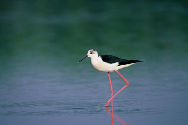 Black And White Wading Bird With Red Legs Bird Walls
